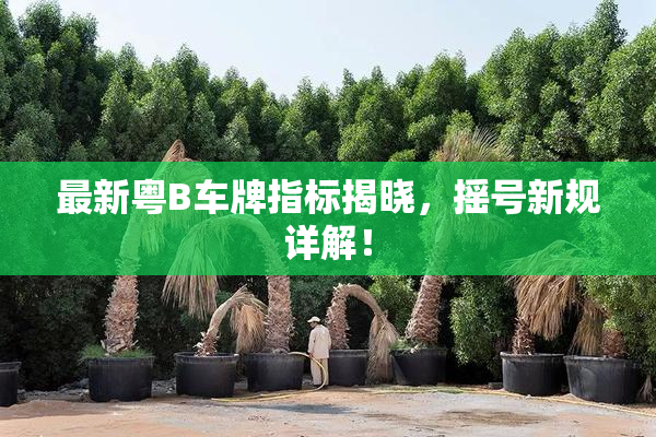最新粤B车牌指标揭晓，摇号新规详解！