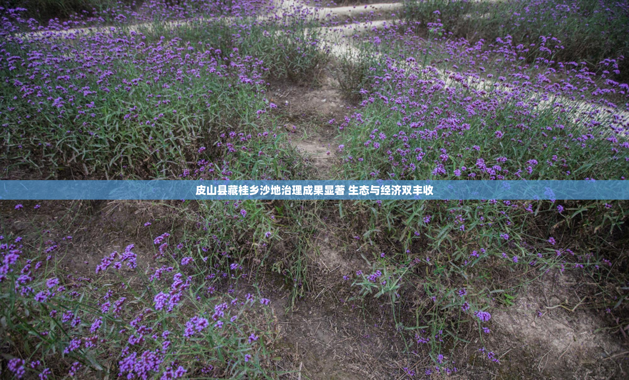皮山县藏桂乡沙地治理成果显著 生态与经济双丰收