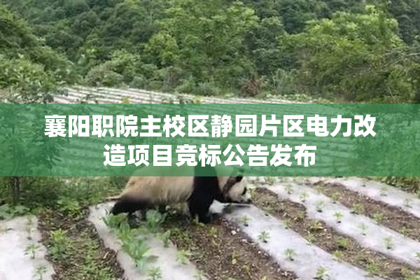 襄阳职院主校区静园片区电力改造项目竞标公告发布