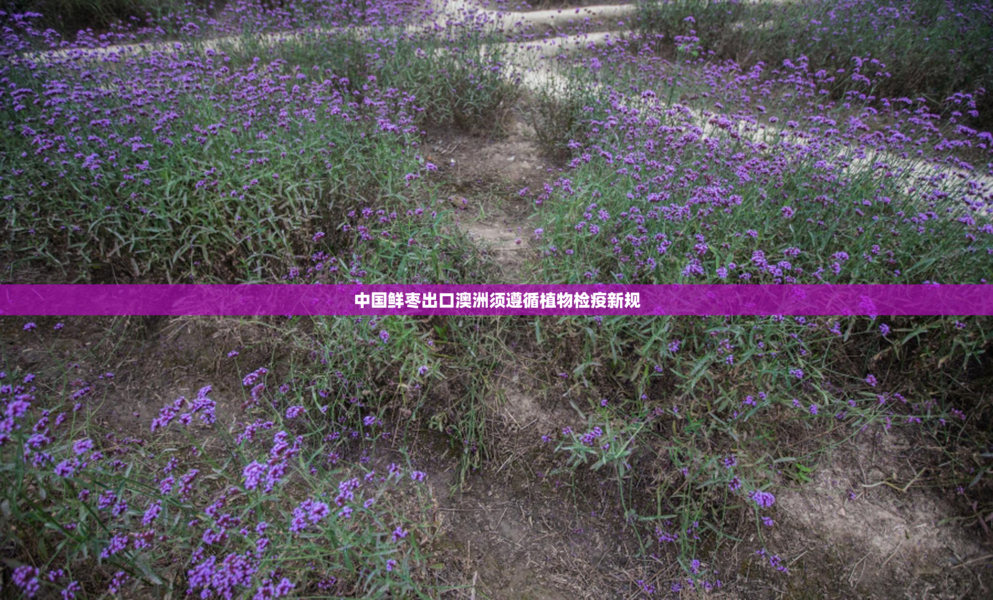 中国鲜枣出口澳洲须遵循植物检疫新规