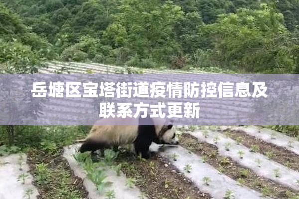 岳塘区宝塔街道疫情防控信息及联系方式更新