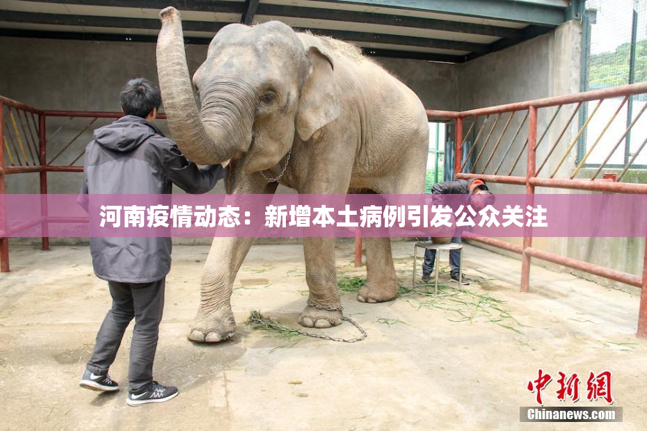 河南疫情动态：新增本土病例引发公众关注