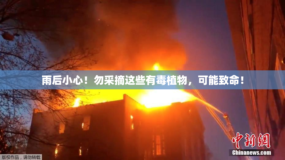 雨后小心！勿采摘这些有毒植物，可能致命！