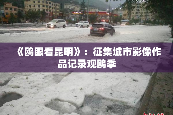 《鸥眼看昆明》：征集城市影像作品记录观鸥季