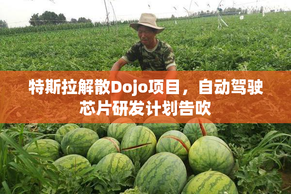 特斯拉解散Dojo项目，自动驾驶芯片研发计划告吹