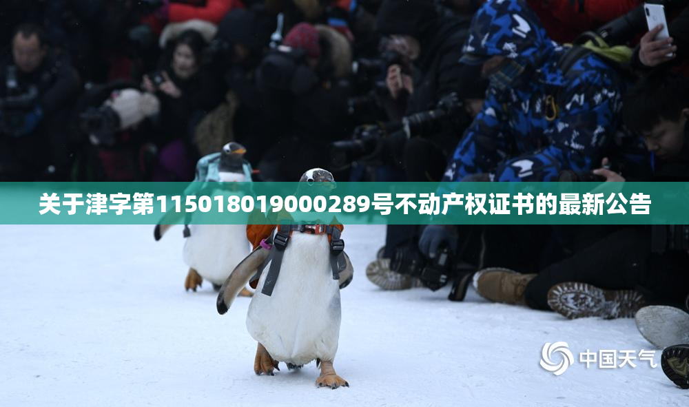 关于津字第115018019000289号不动产权证书的最新公告