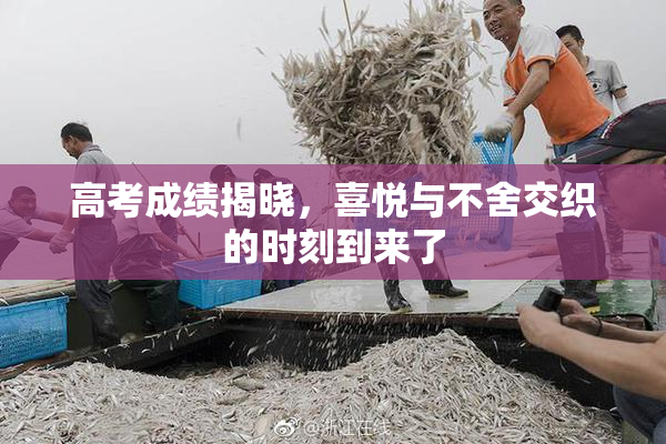 高考成绩揭晓，喜悦与不舍交织的时刻到来了