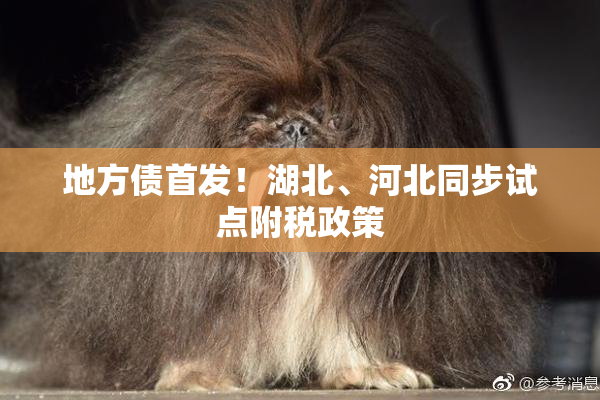 地方债首发！湖北、河北同步试点附税政策