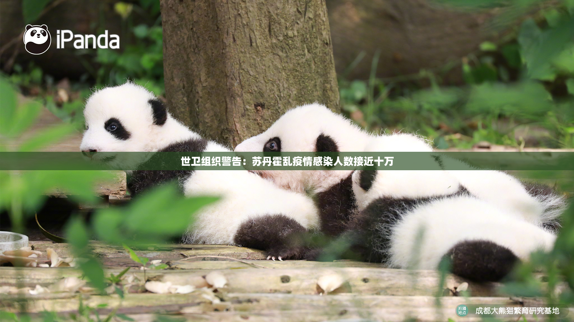 世卫组织警告：苏丹霍乱疫情感染人数接近十万
