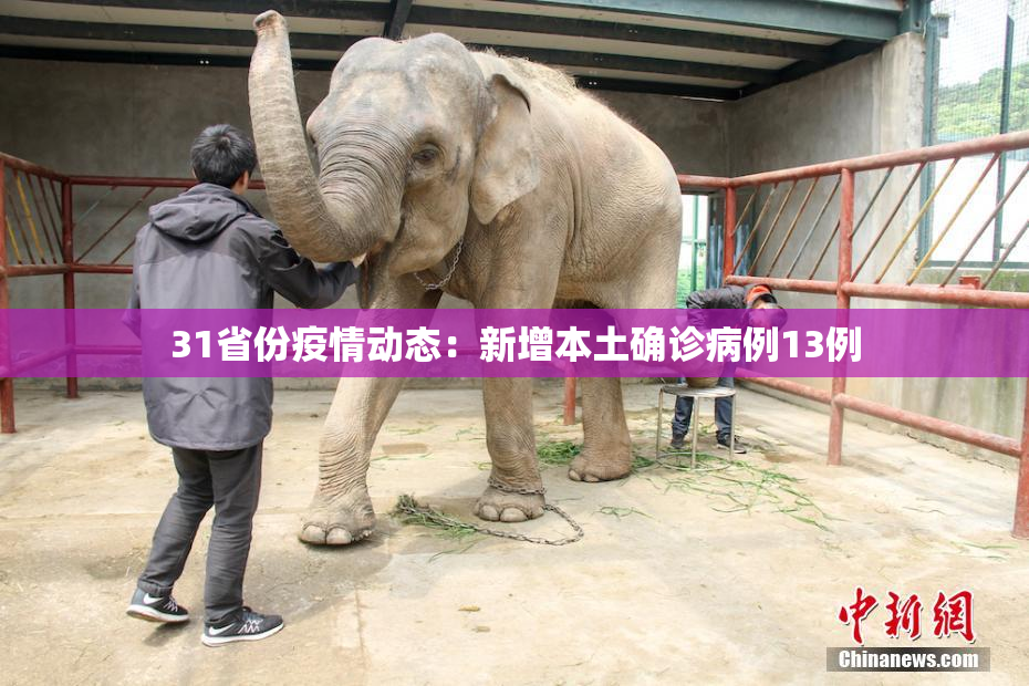 31省份疫情动态：新增本土确诊病例13例