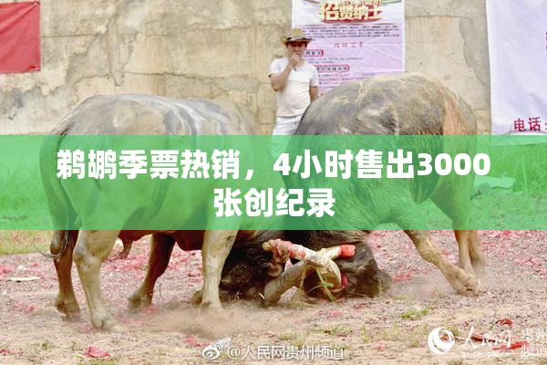 鹈鹕季票热销，4小时售出3000张创纪录