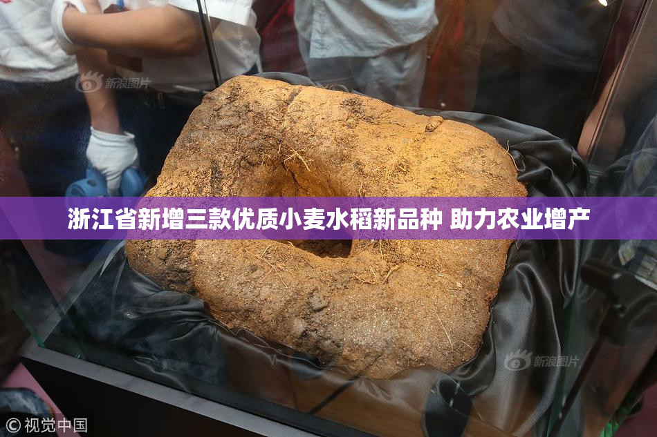 浙江省新增三款优质小麦水稻新品种 助力农业增产