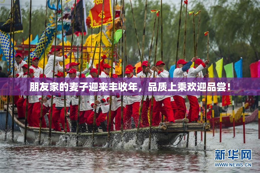 朋友家的麦子迎来丰收年，品质上乘欢迎品尝！