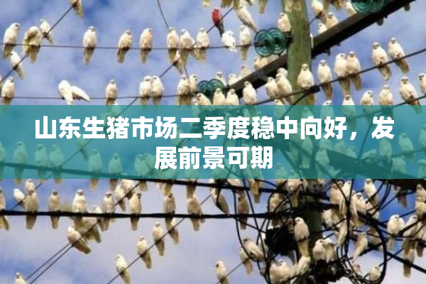 山东生猪市场二季度稳中向好，发展前景可期